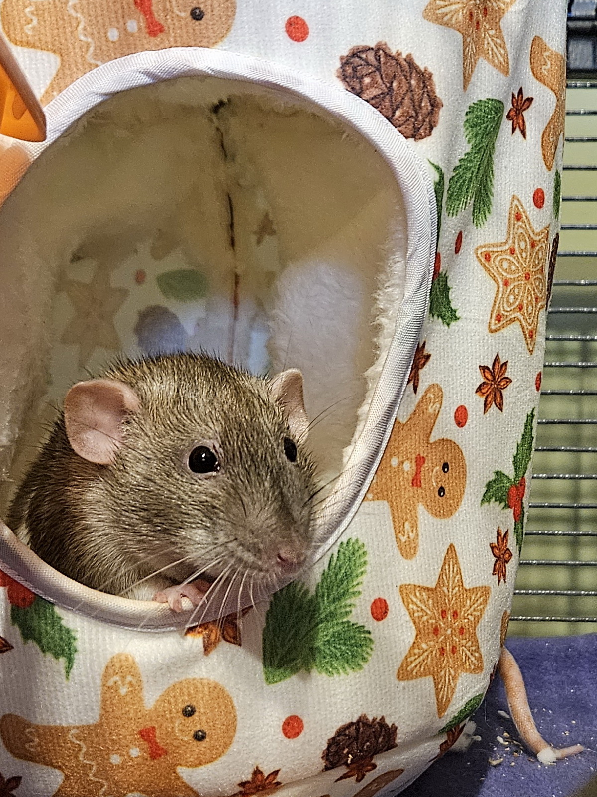 Anna the rat