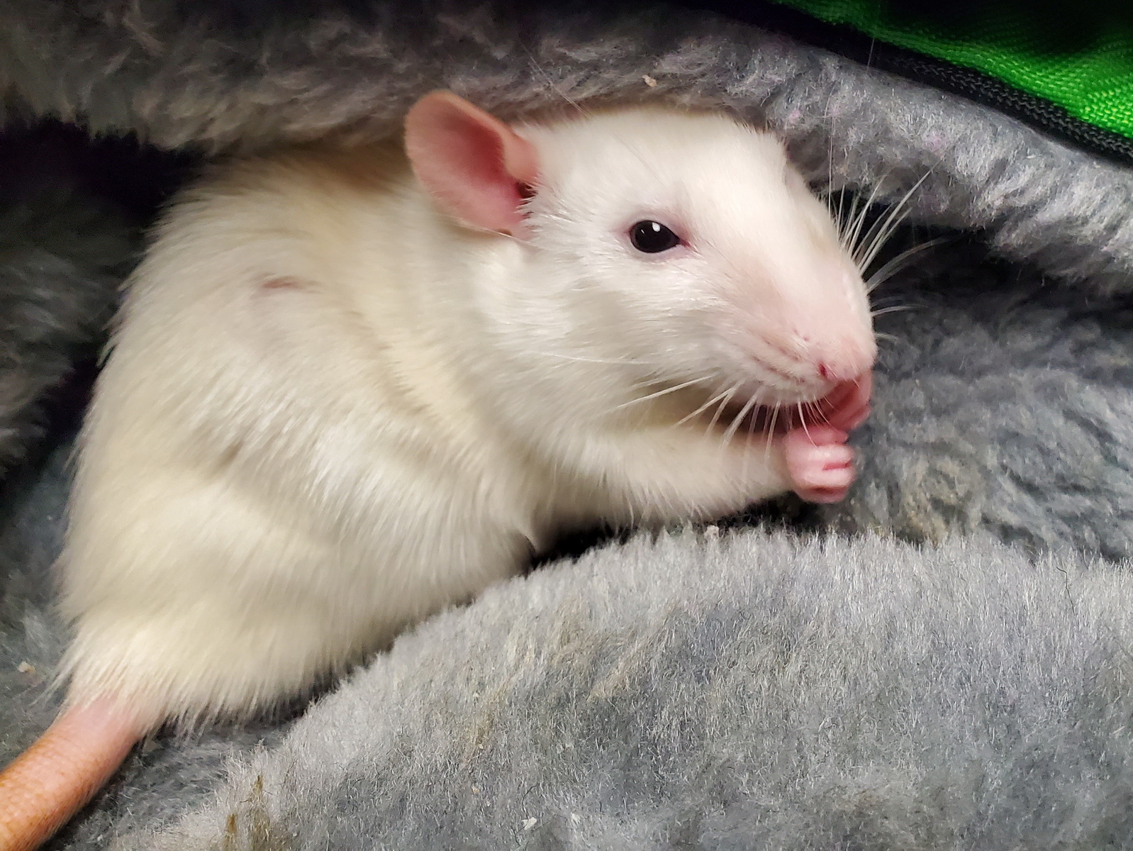 Cirilla the rat