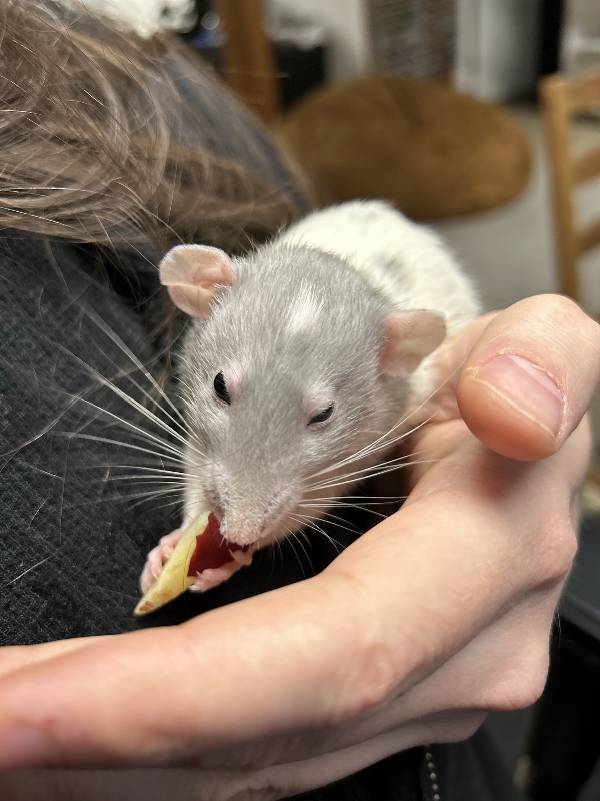 Elsa the rat
