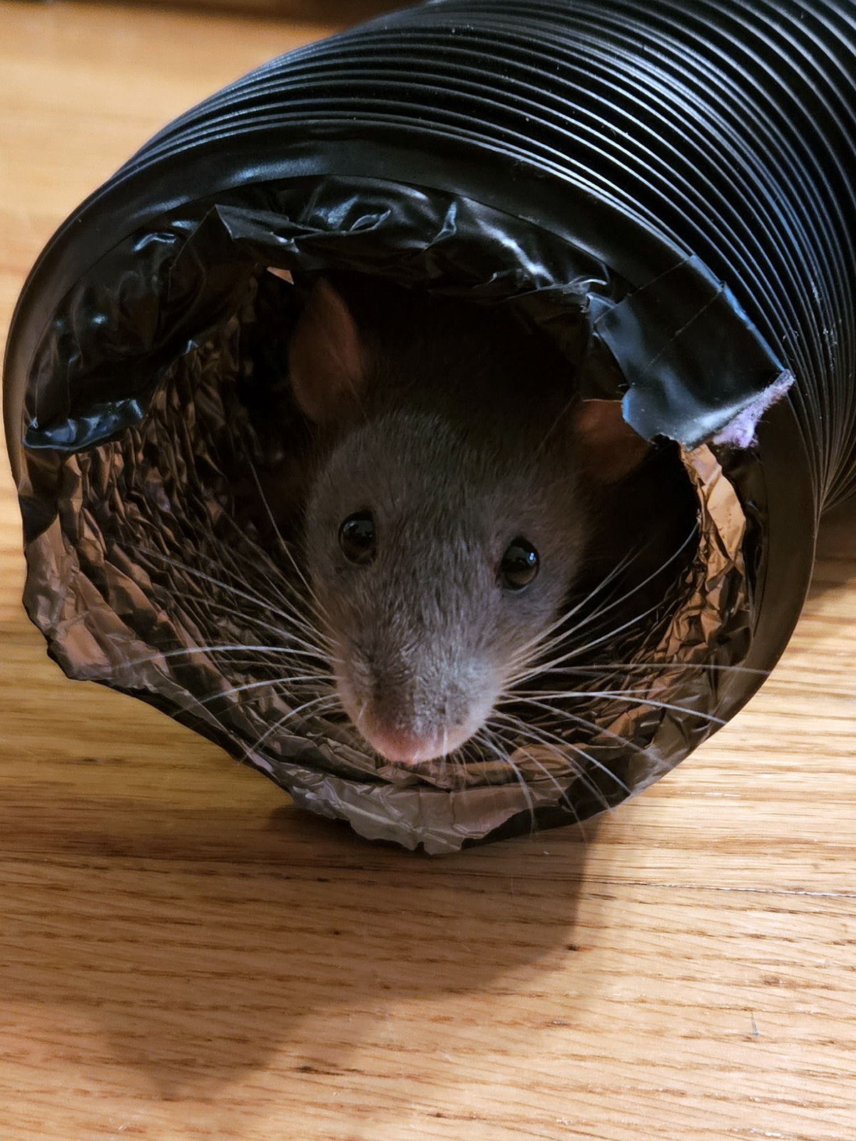 Shu the rat
