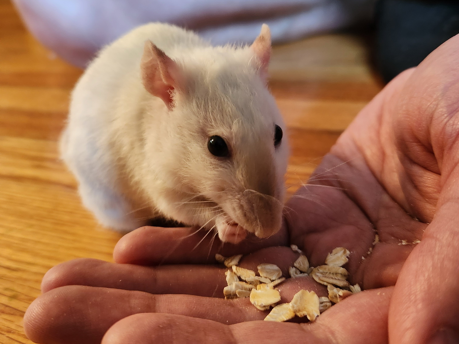 Yuki the rat
